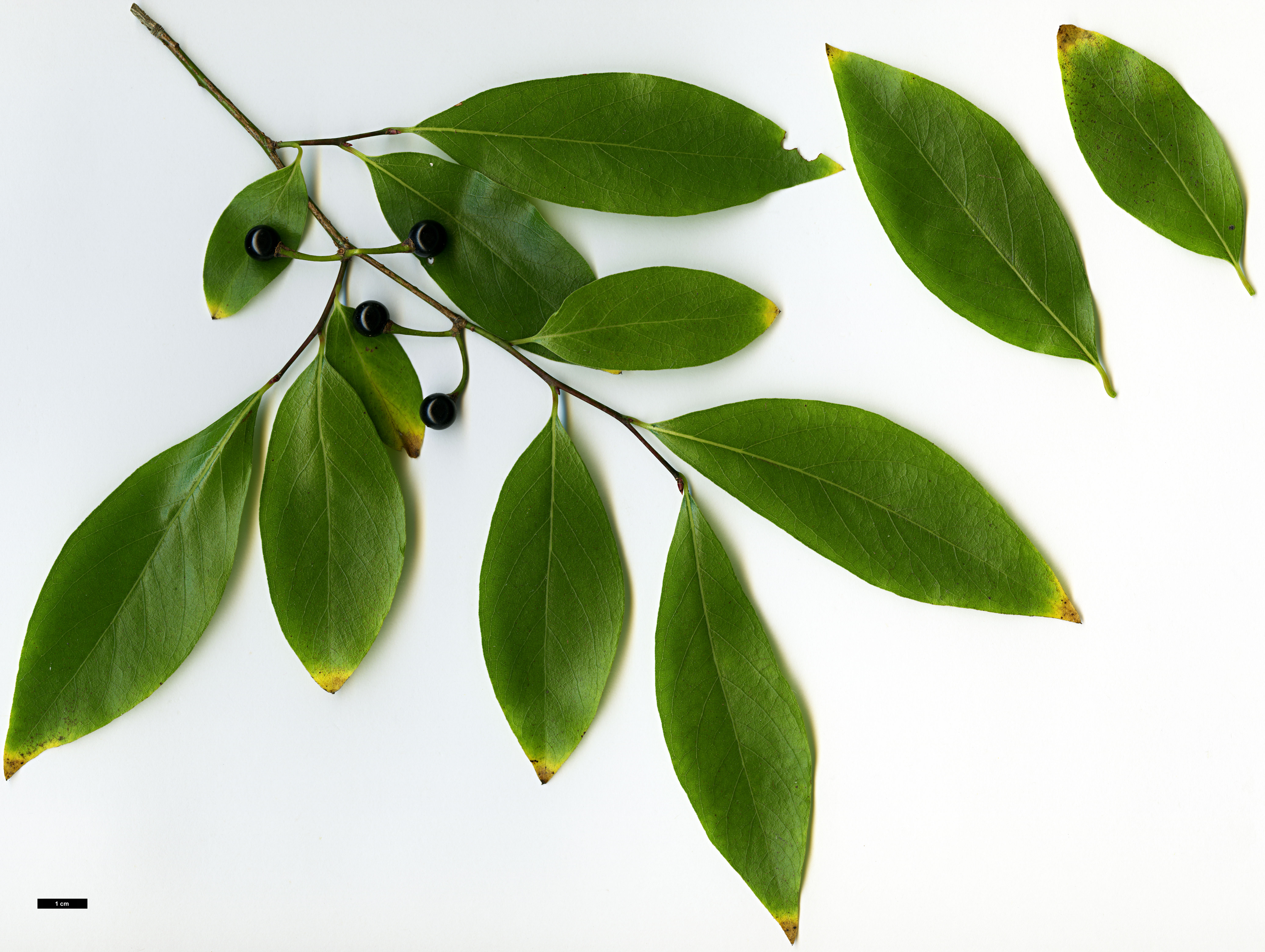 High resolution image: Family: Lauraceae - Genus: Lindera - Taxon: glauca - SpeciesSub: var. salicifolia